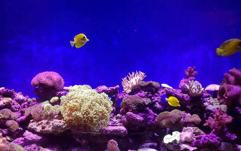 壁纸 海底 海底世界 海洋馆 水族馆 桌面 1024_640